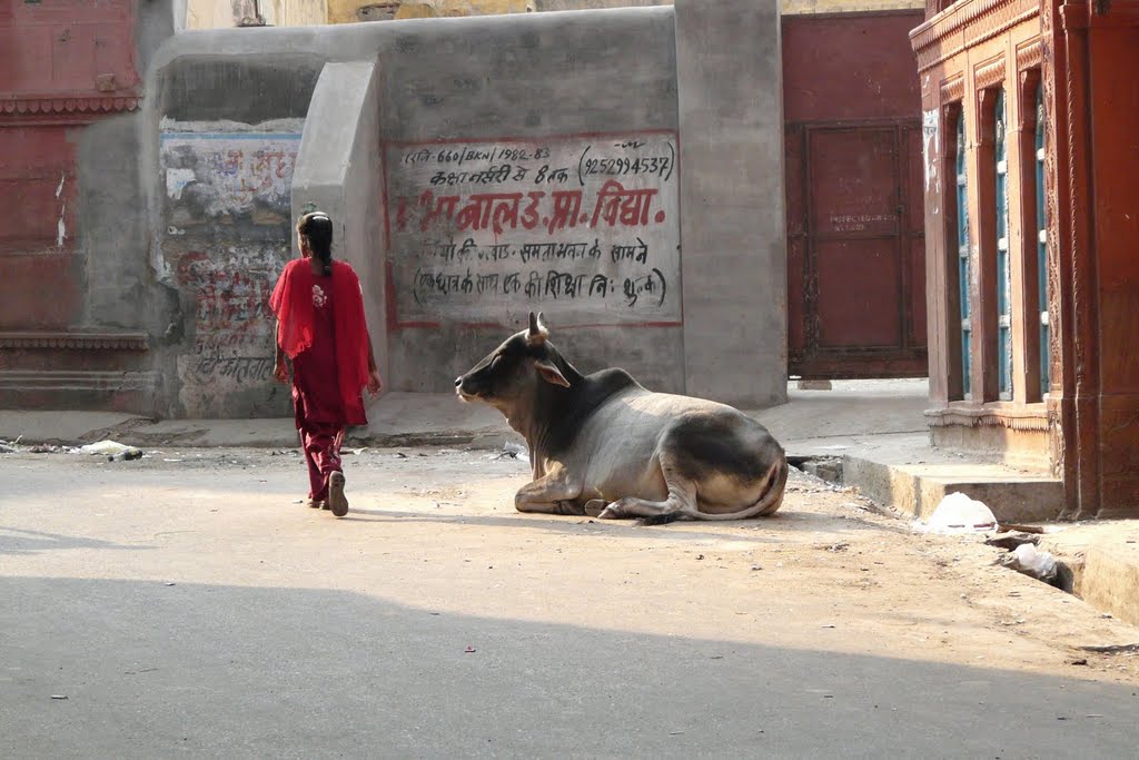 Rue de Bikaner