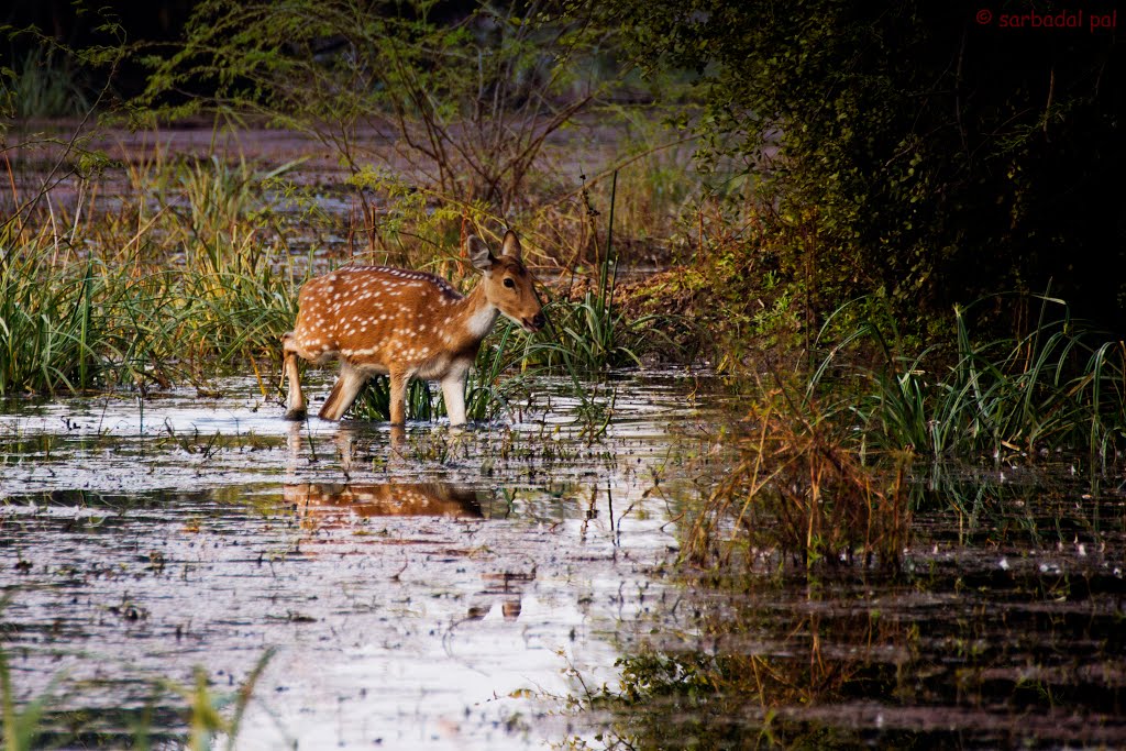 spotted deer