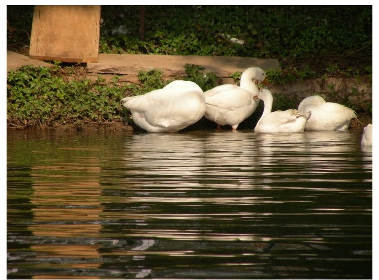 chatra vilas gardens