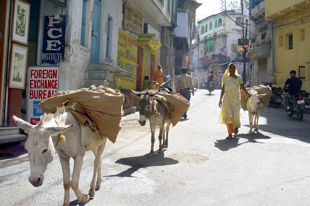 udaipur, women with donkeys