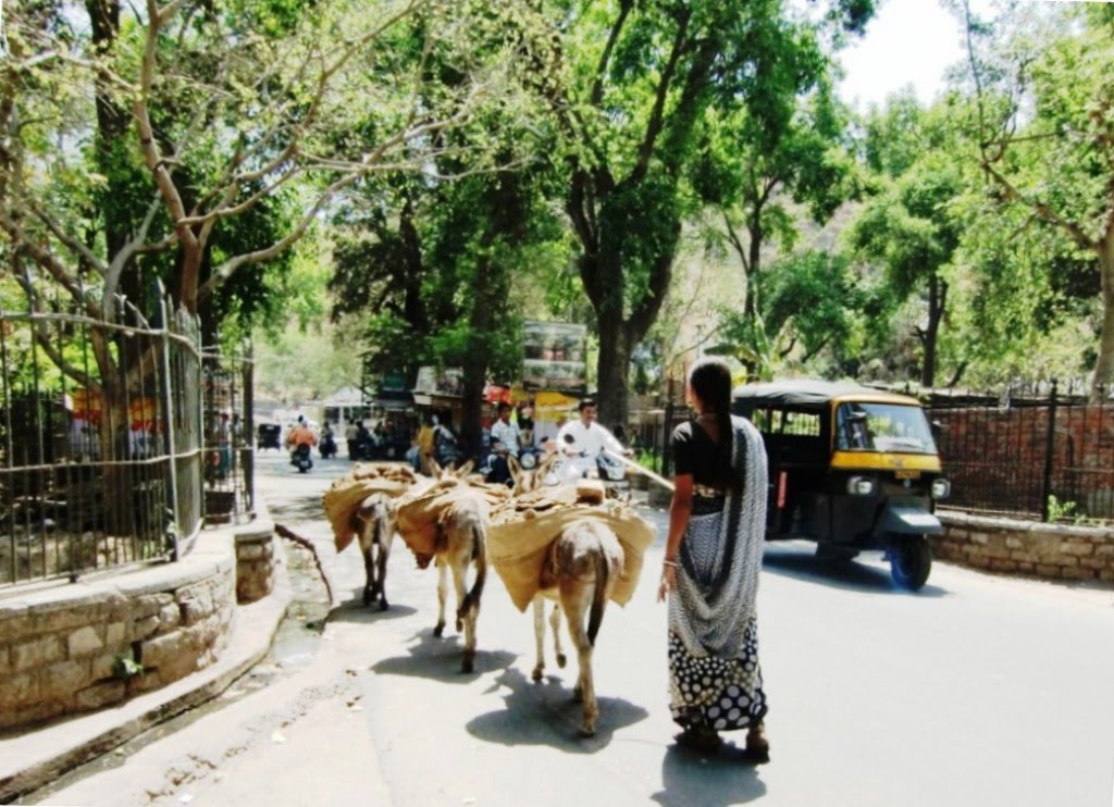 Udaipur. Donkeys to transport goods.