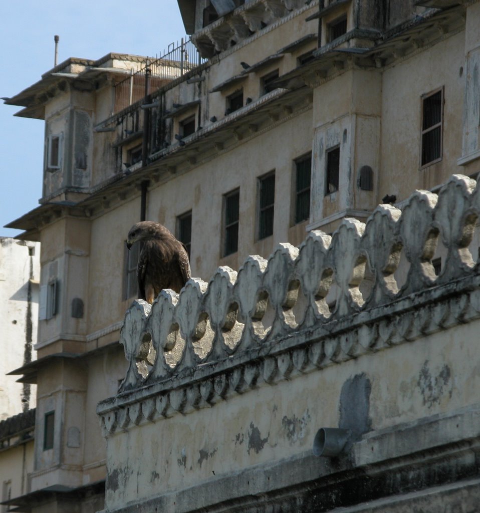 Il Falco