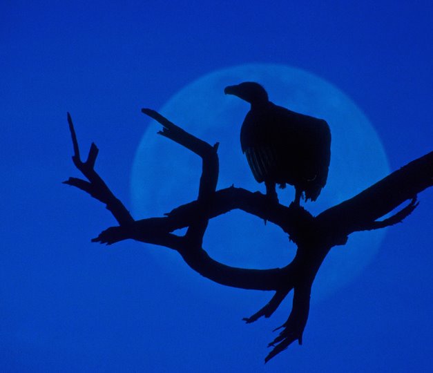 Vulture in the Moon in India