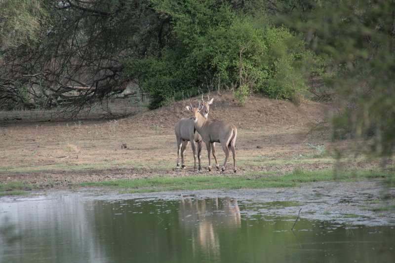 Keoladeo National Park, à Bharatpur