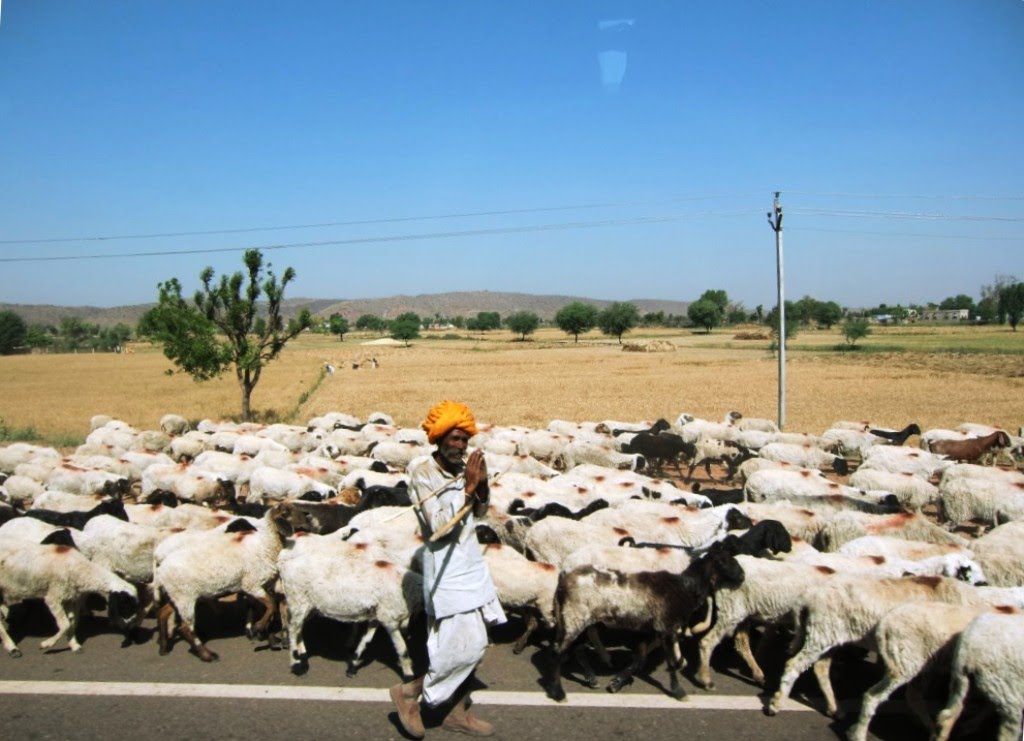 NH11, shepherd.