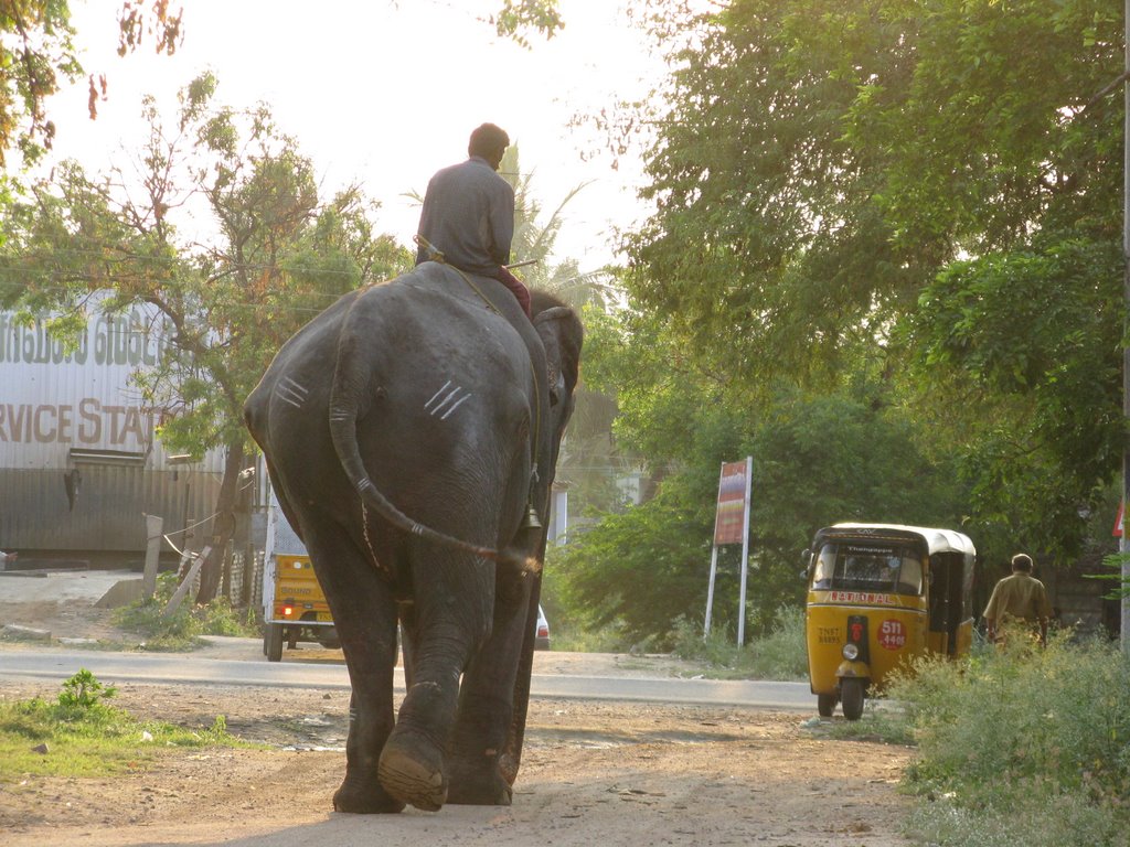 Elephant near NH 7