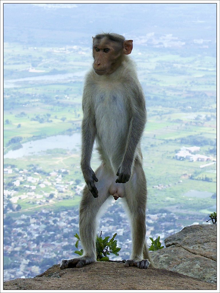 The King of the Mount