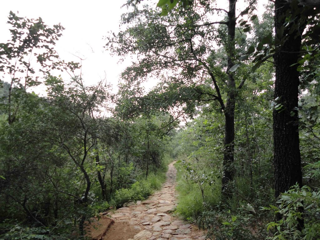 Way between Ramanashramam & Skandashramam