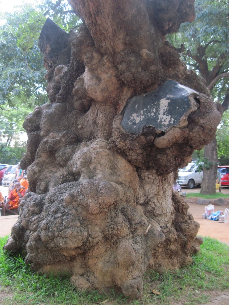 Ramanashram, Tiruvannamalai, Tamil Nadu