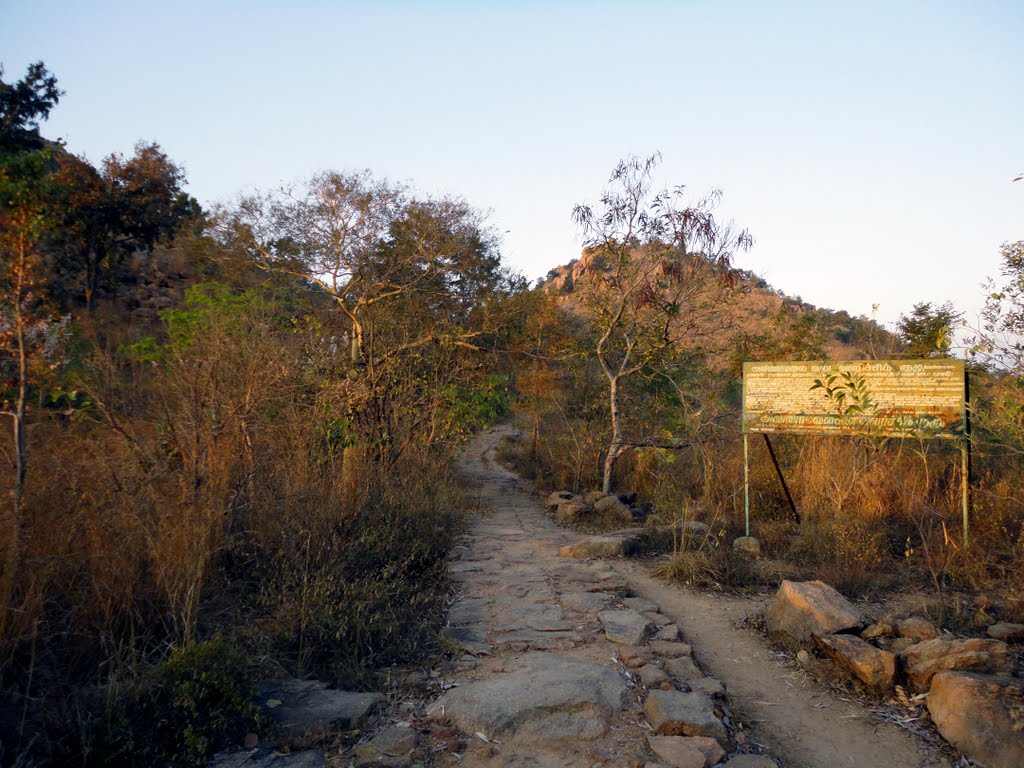 Way Between Ramanshram and Skandashramam