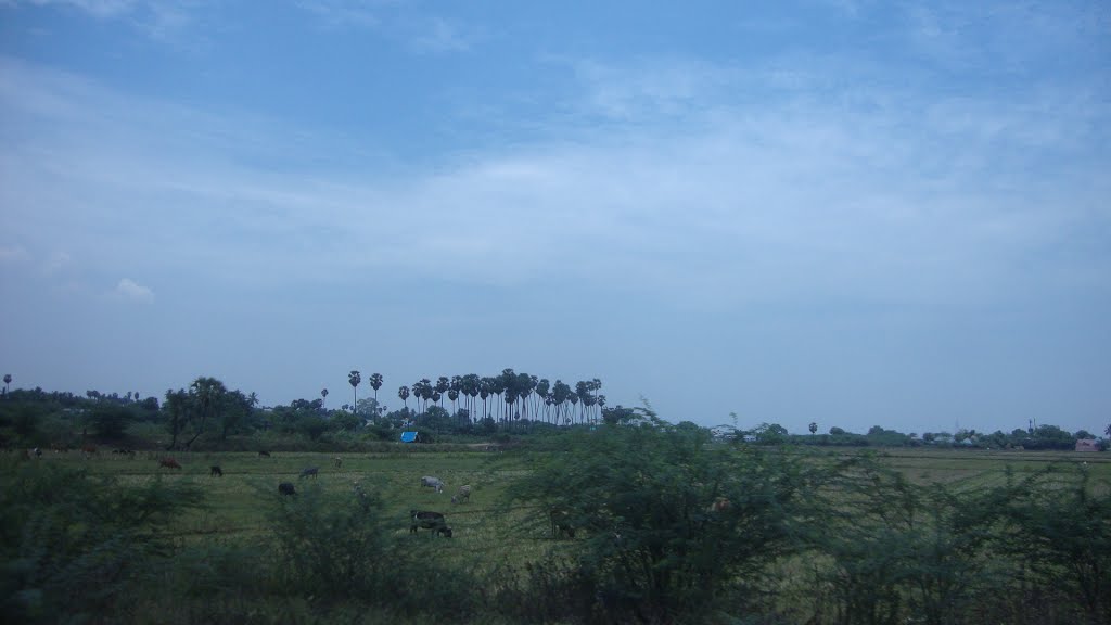 Thimmaraajapuram  திம்மராஜபுரம்  തിമ്മ രാജ പുരം  తిమ్మరాజపురం तिम्माराजपुरम   6318