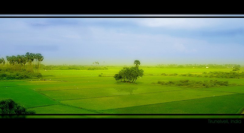 Monsoon Magic