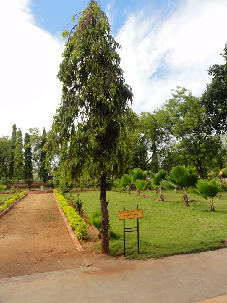 Tree Planted by Ms. Sonia Gandhi