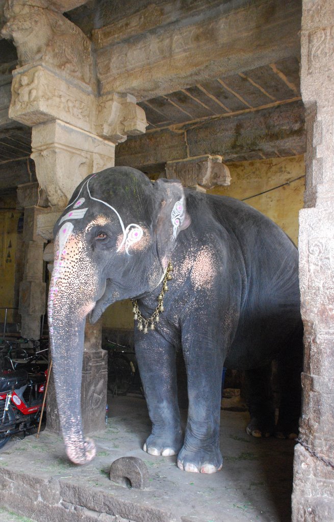 Trichy rock fort - elefante sacro