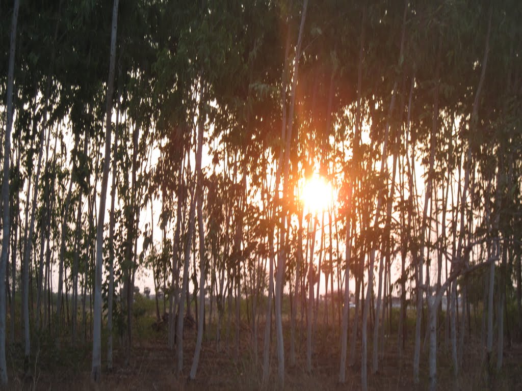 sunset in my college in march