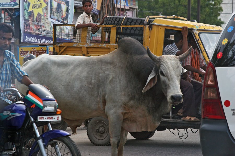 Traffic Jam