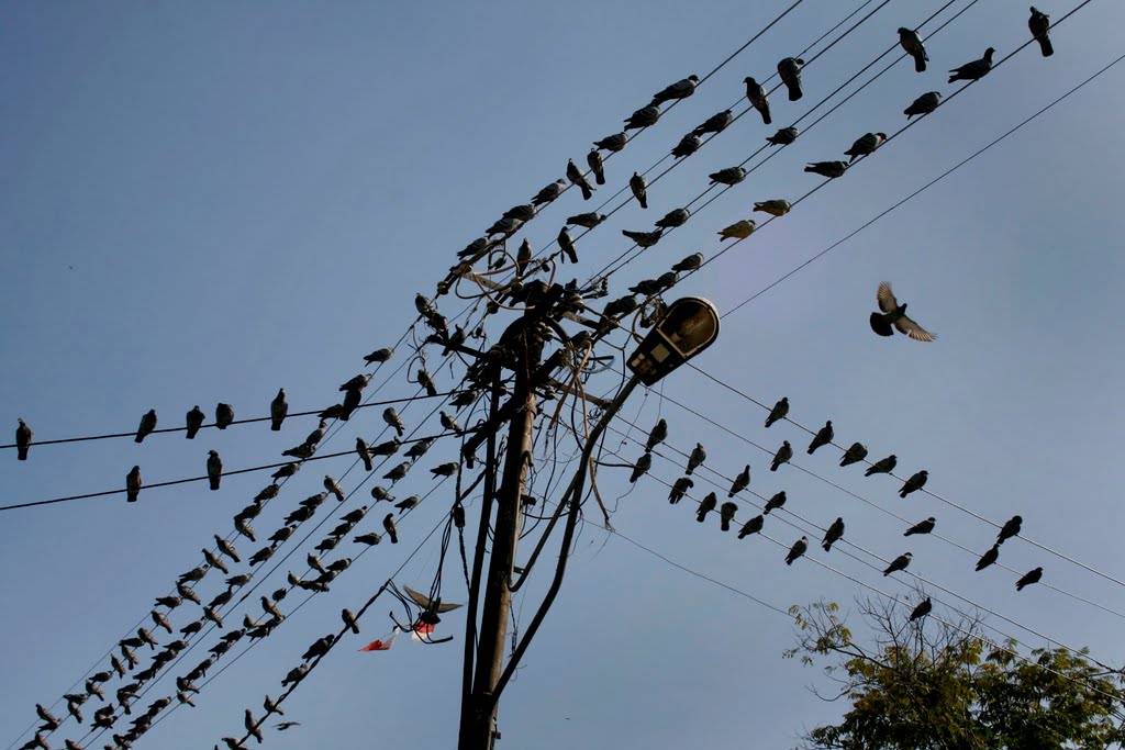Agra, India. Winter 2011.