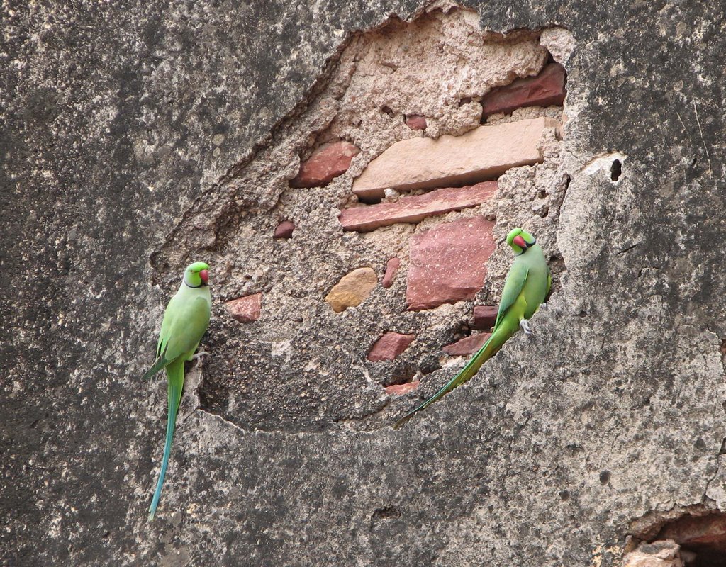 Parrots at Agra