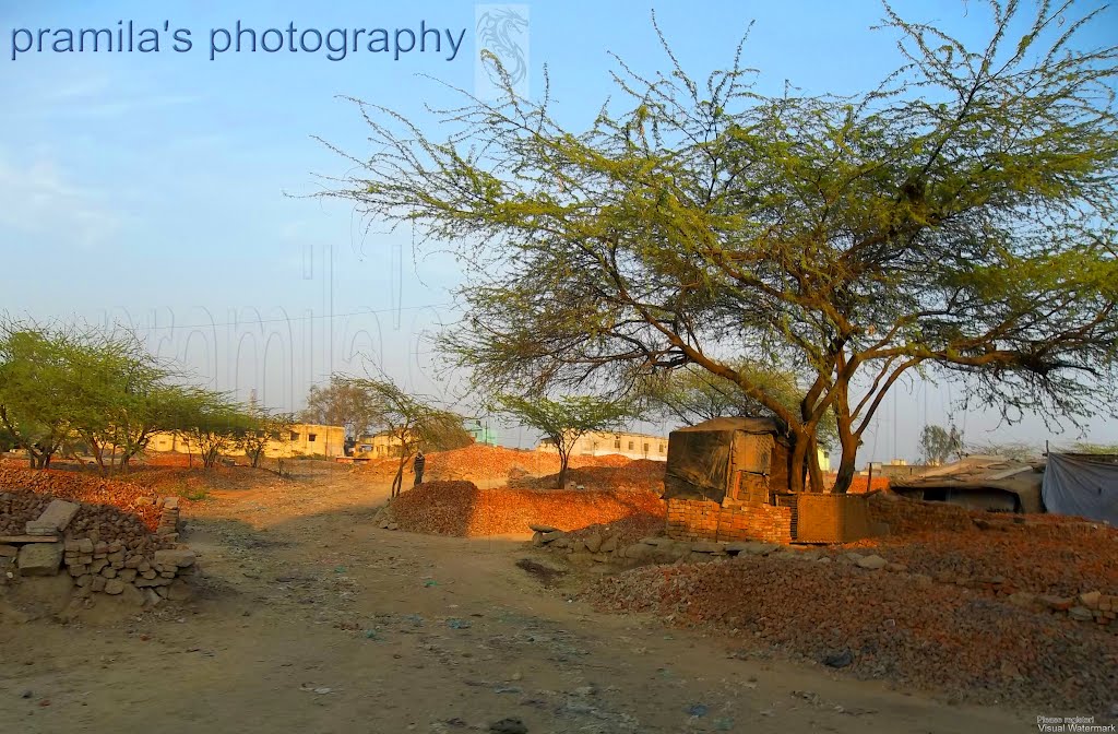 Awas vikas colony    naturephotographyindia.com
