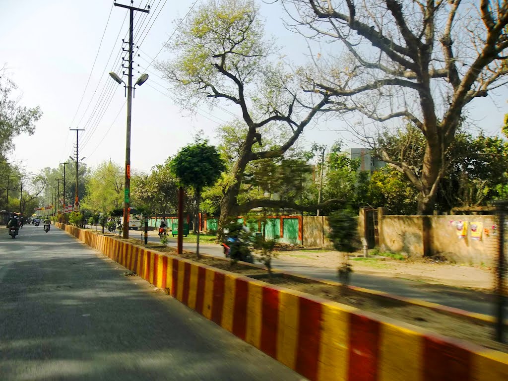 AMU road           naturephotographyindia.com