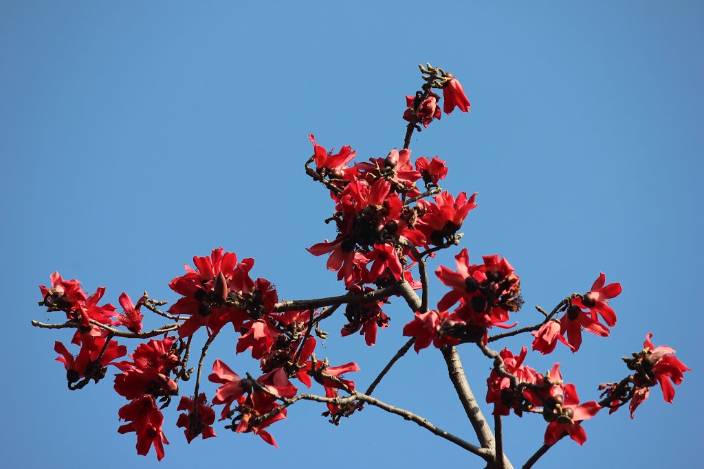 Flame of Forest is the ultimate statement of spring in India... " Palash is the emblem of joy of the spring of life"- Tagore