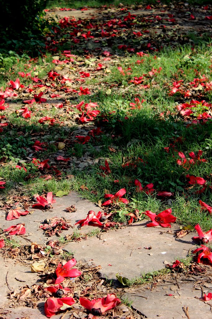 O Flower of another land, holding you close to my heart  I prayed : "Do let me know   where you live,"  Nodding, you smiled, replying : "I dont know it, I dont know."  Then I understood that it matters little   to know the land where you live.  Your home 