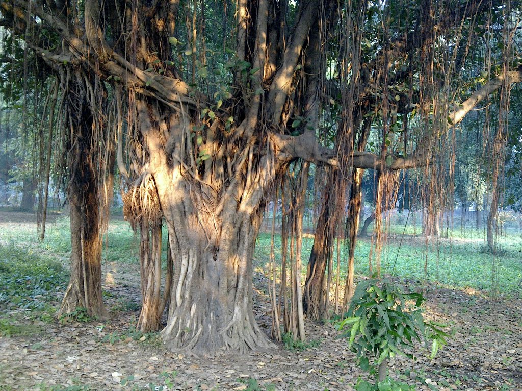 The Indian banyan (Ficus benghalensis)