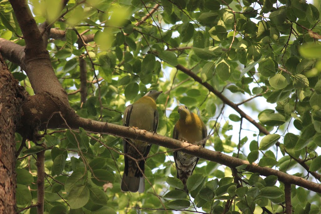 Green-footed Yellow Pigeon