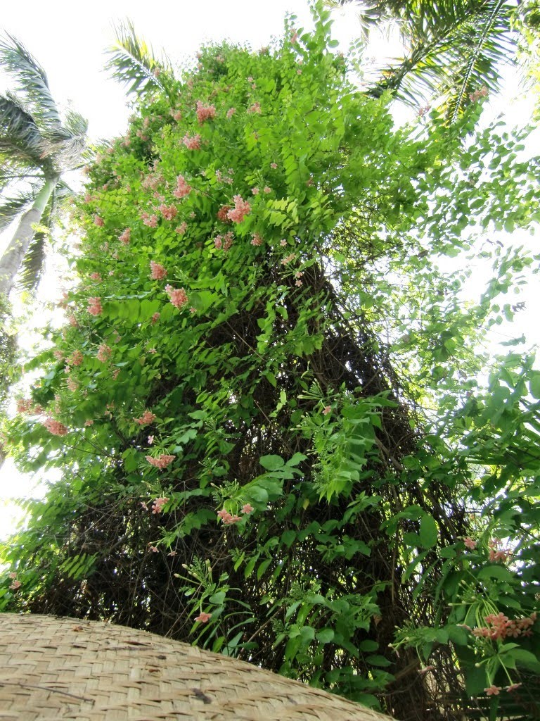 Flowering climbing plant at the swimming pool