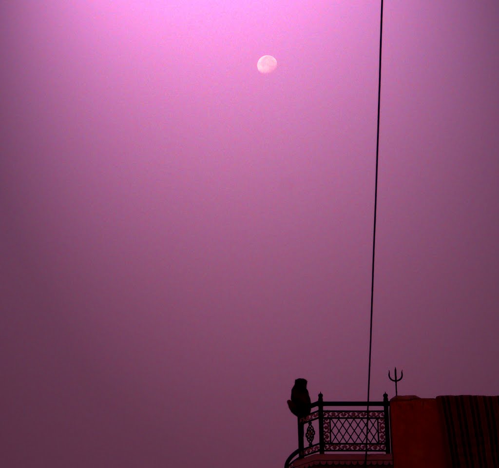e la scimmia guarda la luna