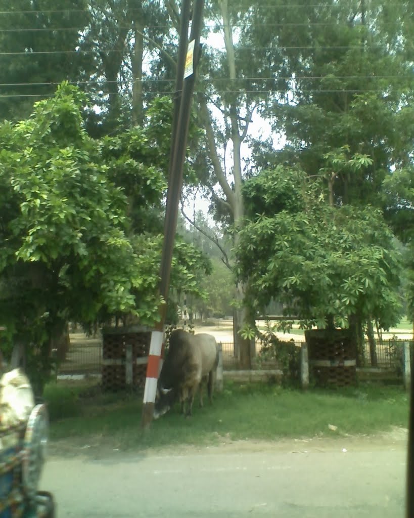 P.A.C. Road ,Moradabad