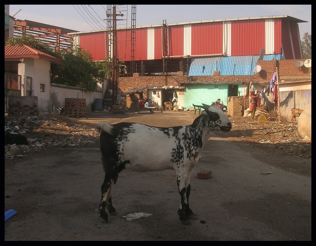 Une chèvre à Moradabad.