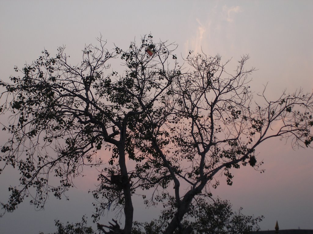 PEPAL TREE