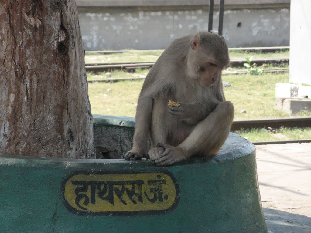 Monkey at Hathras Junction