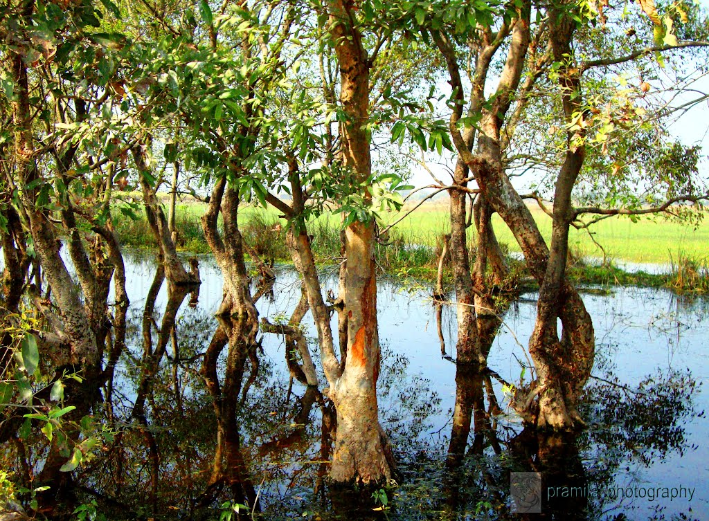 Shekha Jhil          naturephotographyindia.com