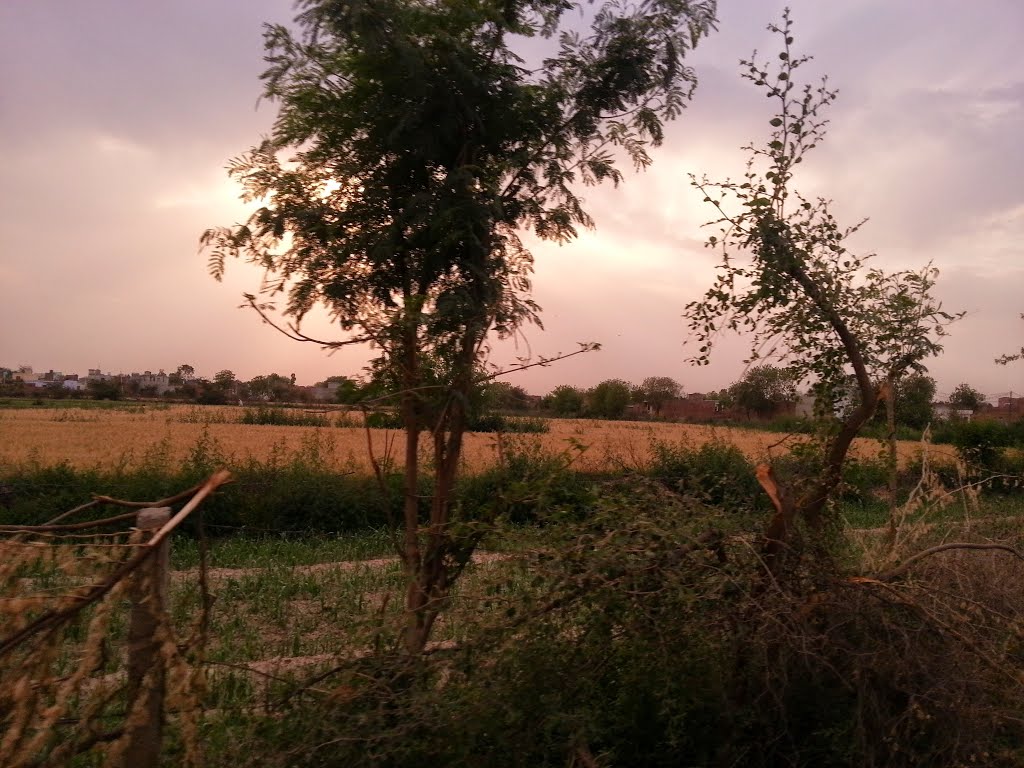 Wheat Crops Ripen Dhana Ladanpur - Bhiwani Road Dist. Bhiwani Haryana