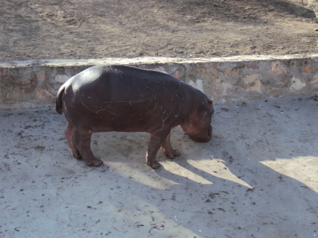 Bhiwani Zoo
