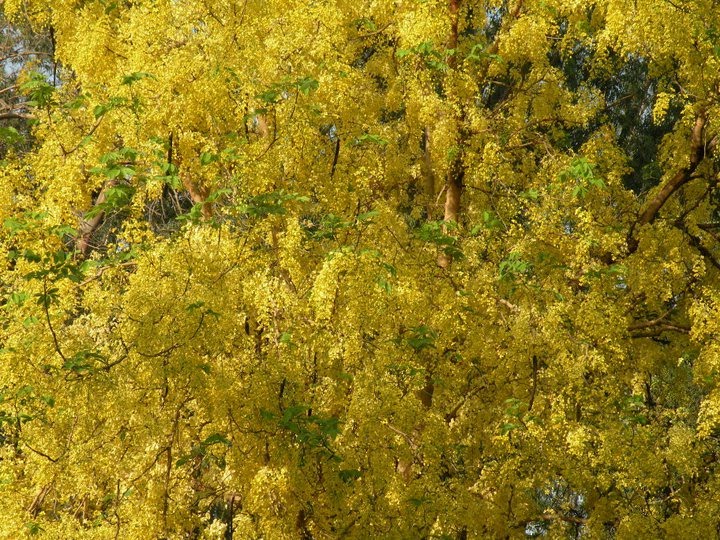 Yellow Trees