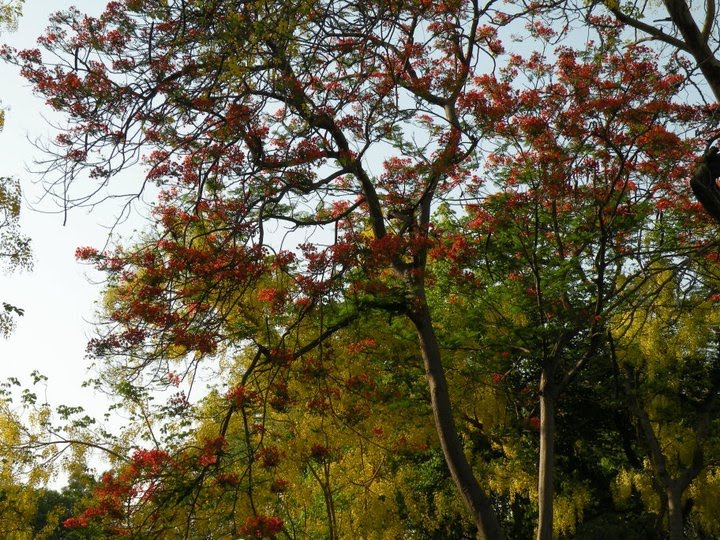 Trees