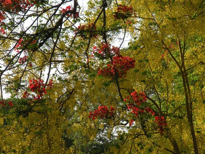 Flowers