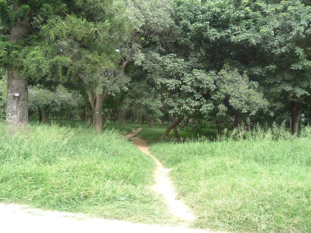 Cubbon Park - thickly vegetated