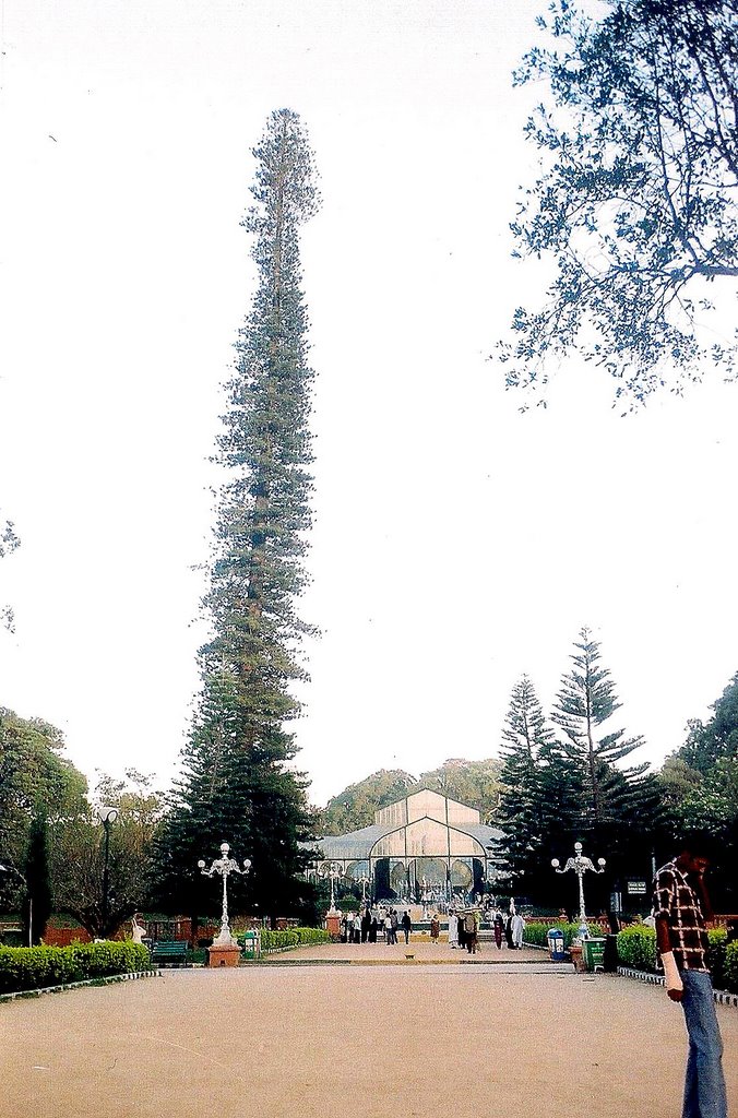 I am the Tallest, Lal Bagh, Bangluru