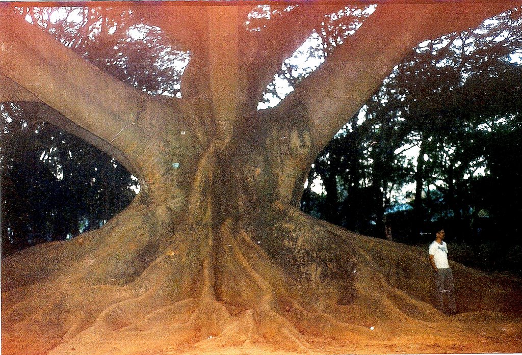 Giant Baniyan Tree, Lal Bagh, Bangluru