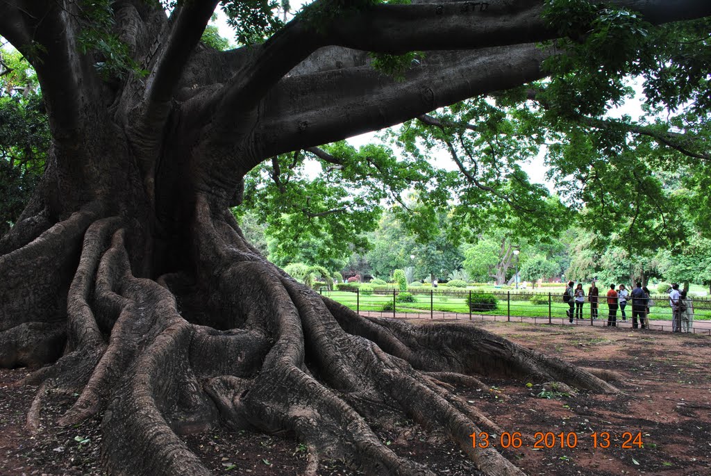 The oldest tree at Lal bagh botanical garden Bangalore, India