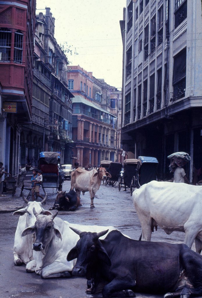 Bertram Street - 1975
