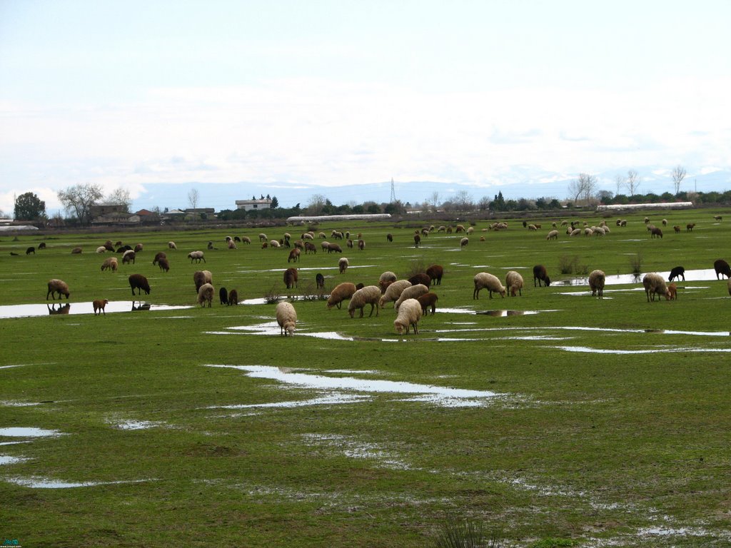 Sary Babolsar - Road