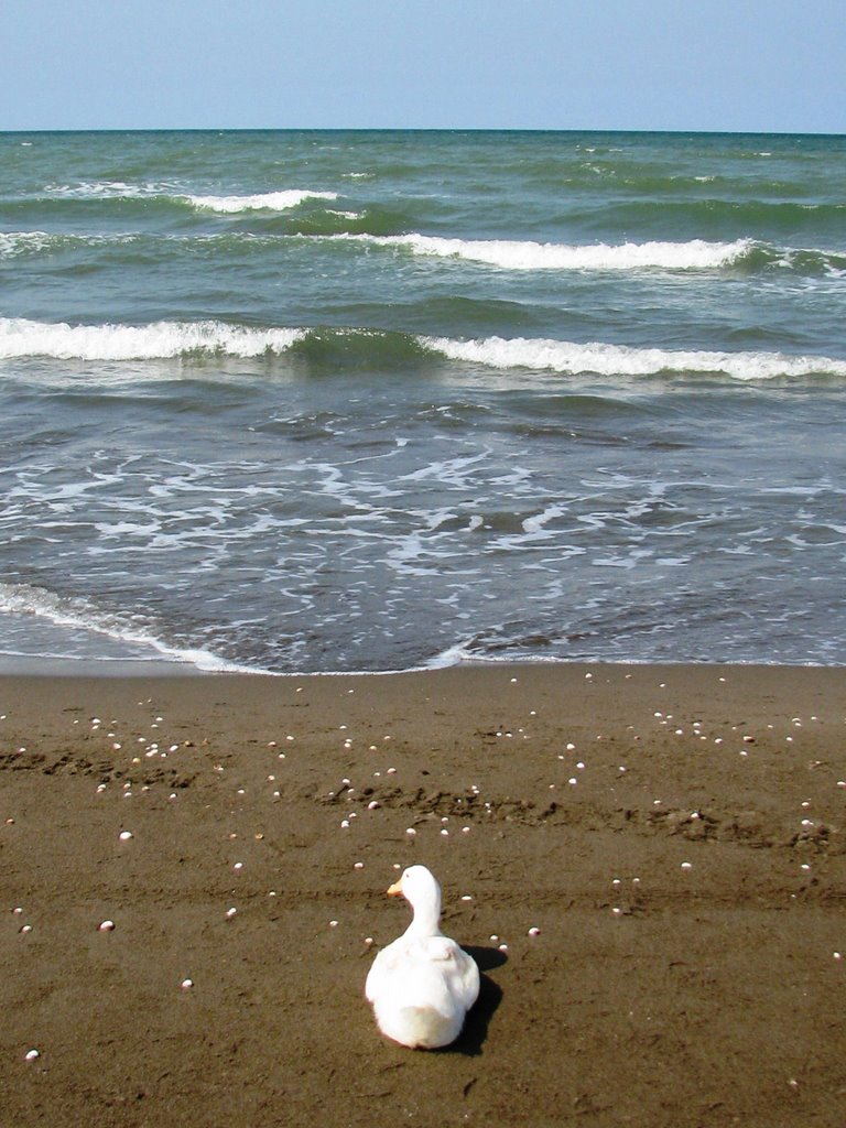 Duck is watching & thinking....