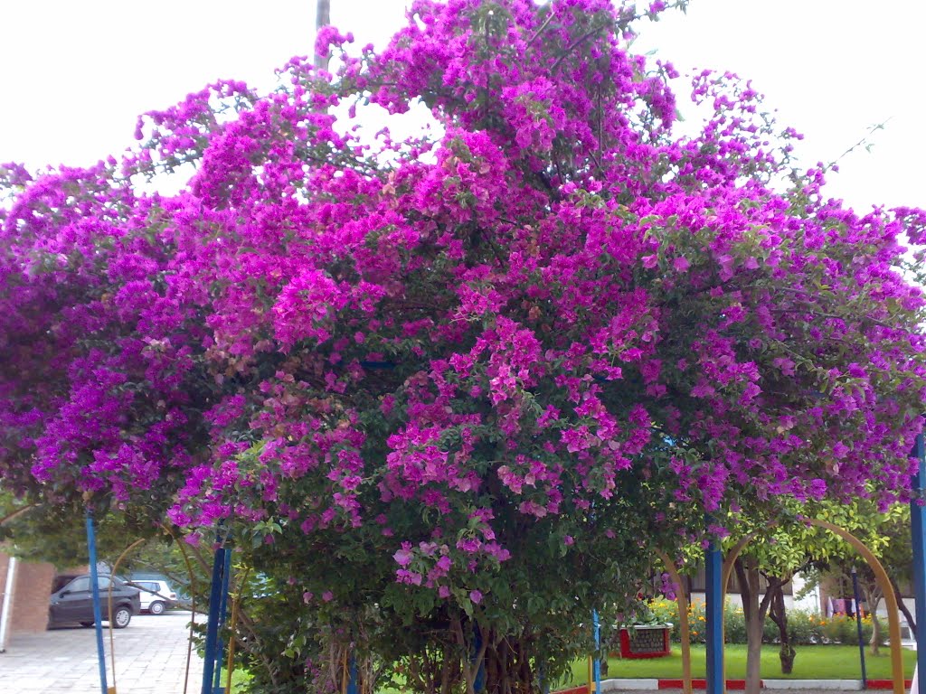 گل کاغذی