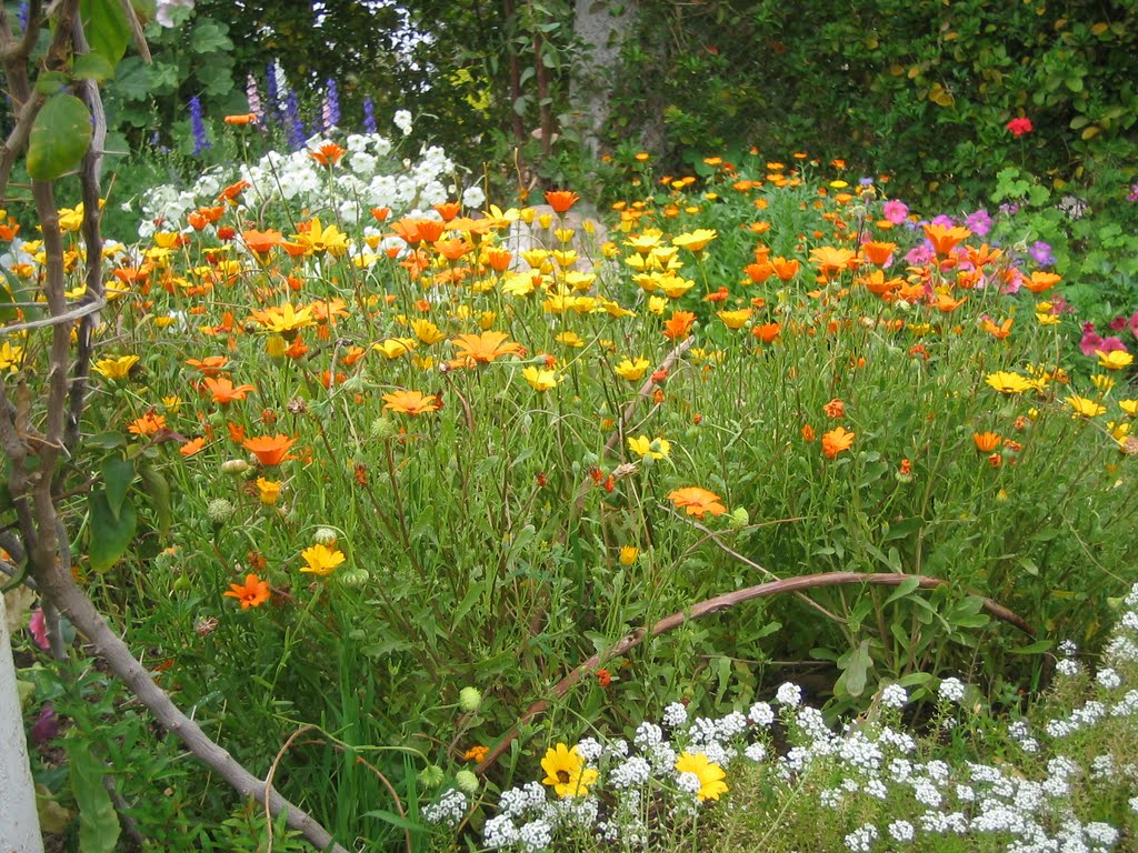 بوارده شمالی