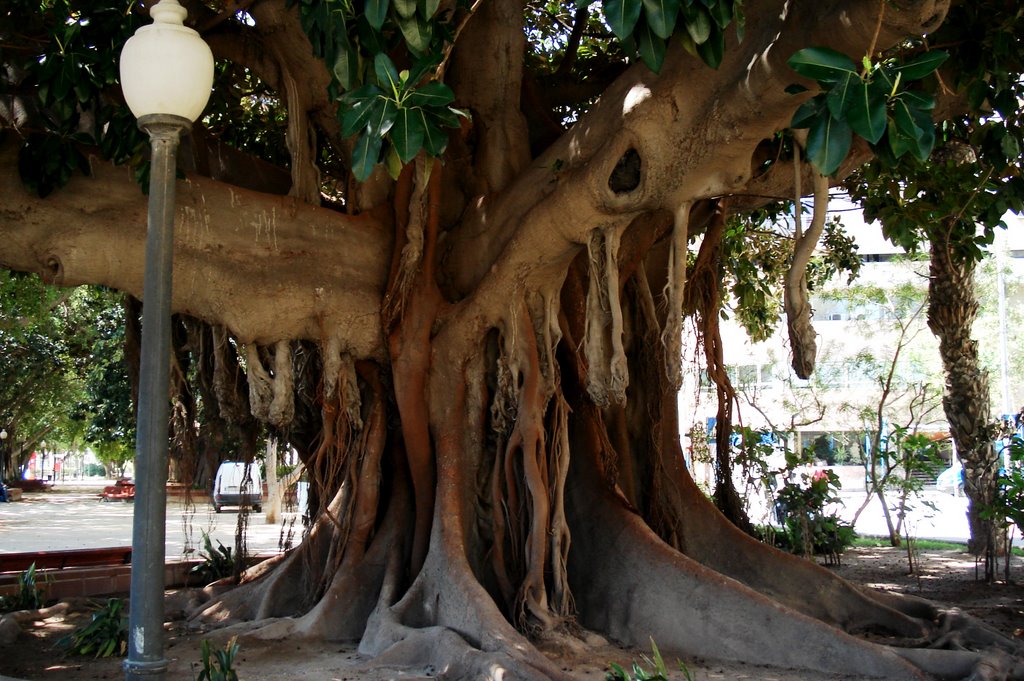 - Raices aereas del "FICUS" -
